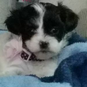 Meet your Posher, Tommy